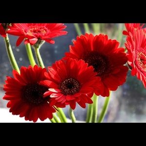 Meet your Posher, Joni